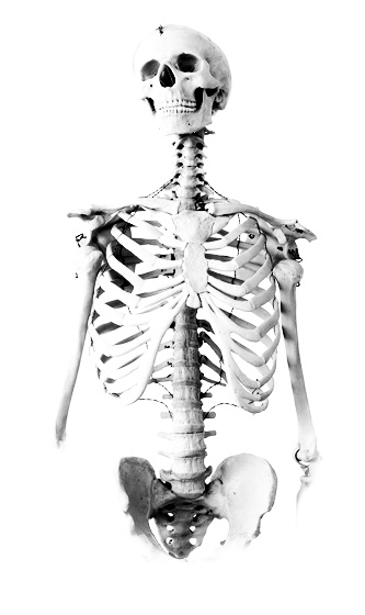Skeleton and the History of Anatomy