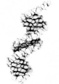 Double Helix of DNA